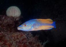 Cuckoo Wrasse and Urchin © Keith Hiscock
